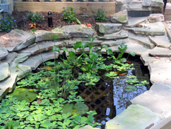 pond
